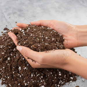 RPF Aroid Moisture Soil Mix - 1 Quart