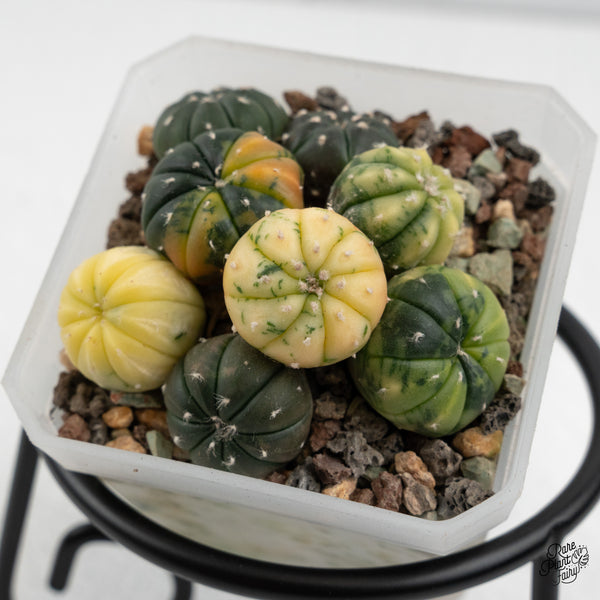 Astrophytum Asterias Variegated Cactus (wk50-K)