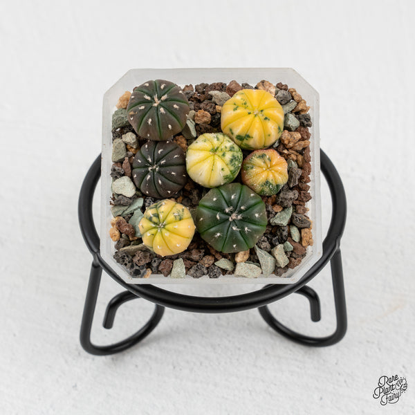 Astrophytum Asterias Variegated Cactus (wk50-L)