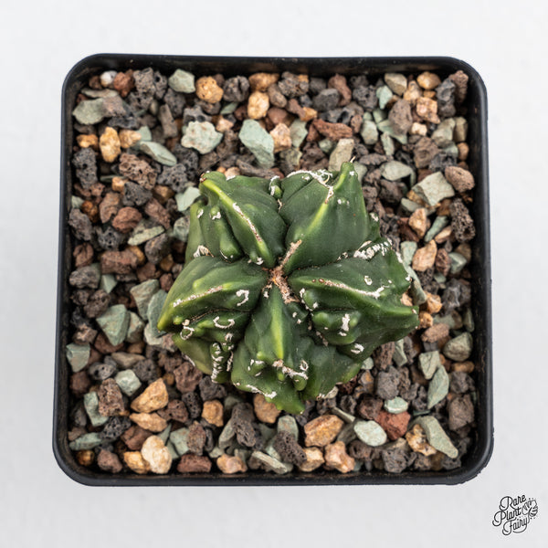 Astrophytum Myriostigma 'Fukuryu' Cactus (wk45-B)
