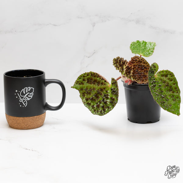 Begonia ferox *Grower's choice*