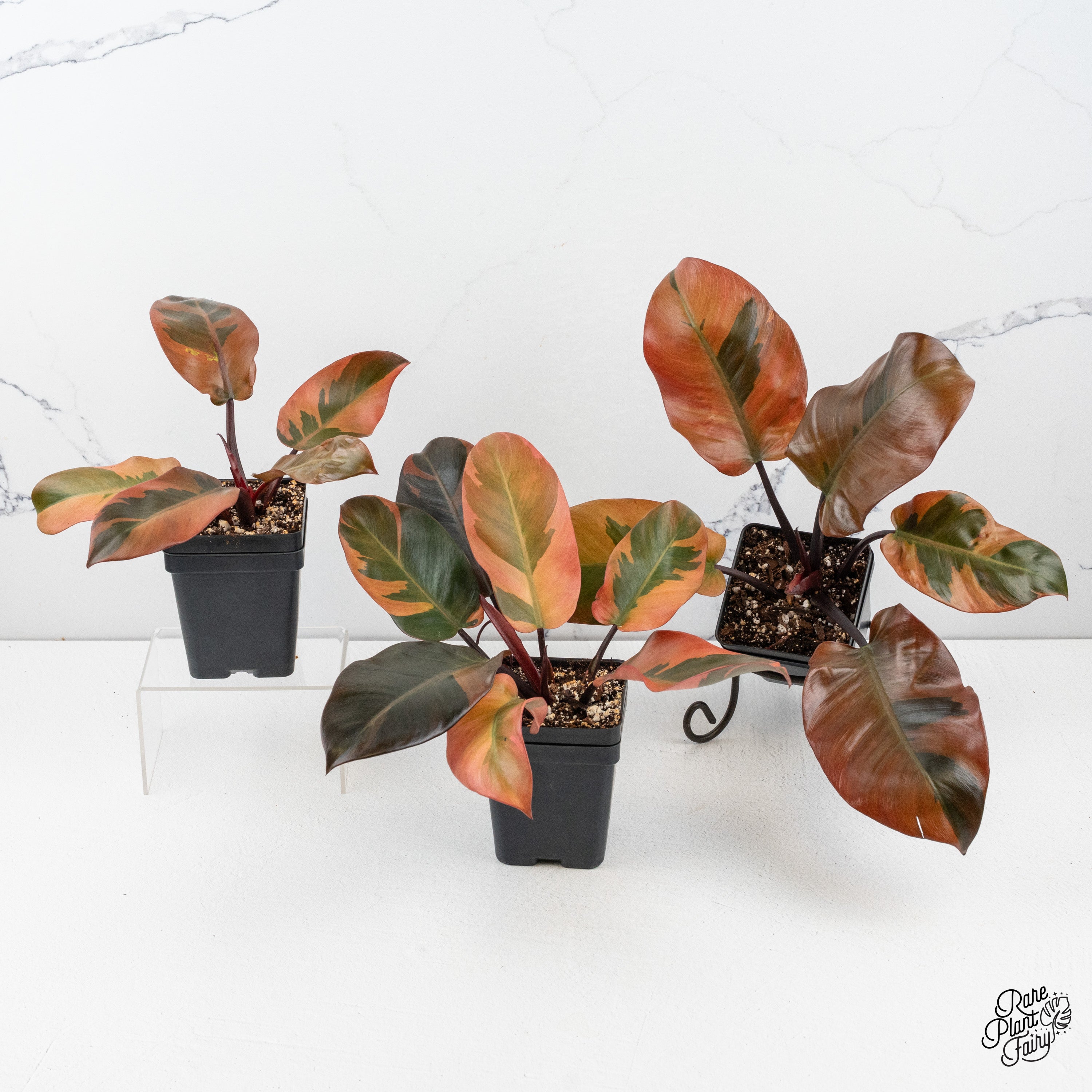 black cardinal variegated philodendron prince of orange Philodendron 'Black Cardinal' variegated *Growers Choice* – Rare Plant Fairy