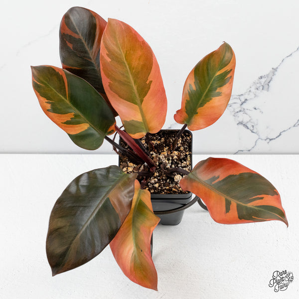 Philodendron 'Black Cardinal' variegated *Growers Choice*