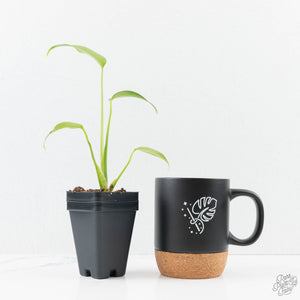 Monstera 'Burle Marx Flame' *Grower's Choice*