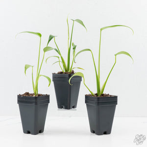 Monstera 'Burle Marx Flame' *Grower's Choice*