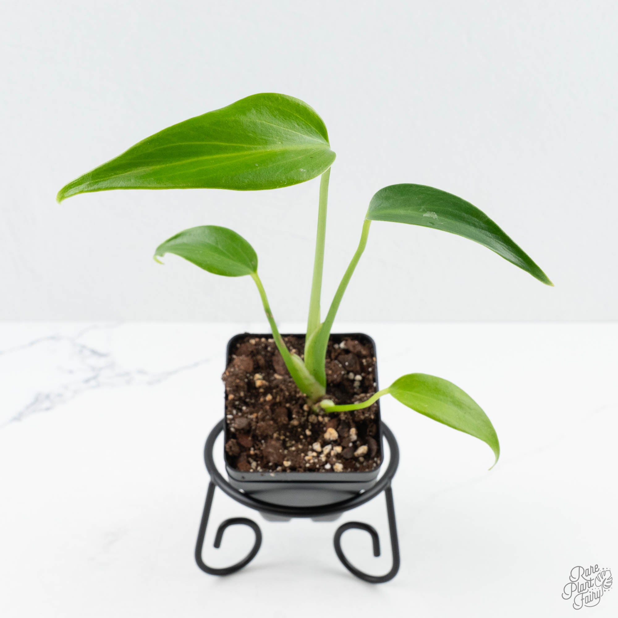monstera flame Monstera 'Burle Marx Flame' *Grower's Choice* Starter