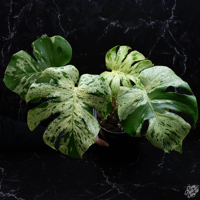 Monstera deliciosa 'Bulbasaur' *Grower's Choice*