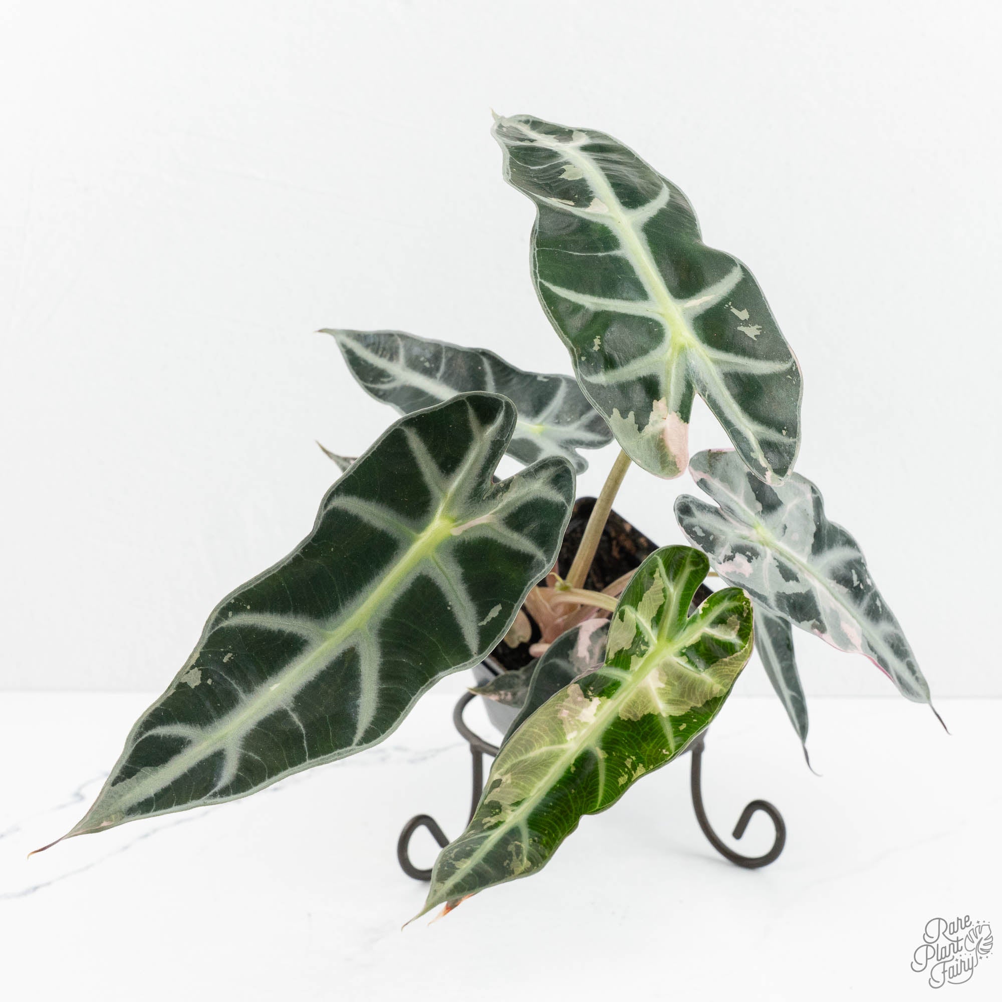 Alocasia 'Bambino' pink variegated *Grower's Choice* – Rare Plant