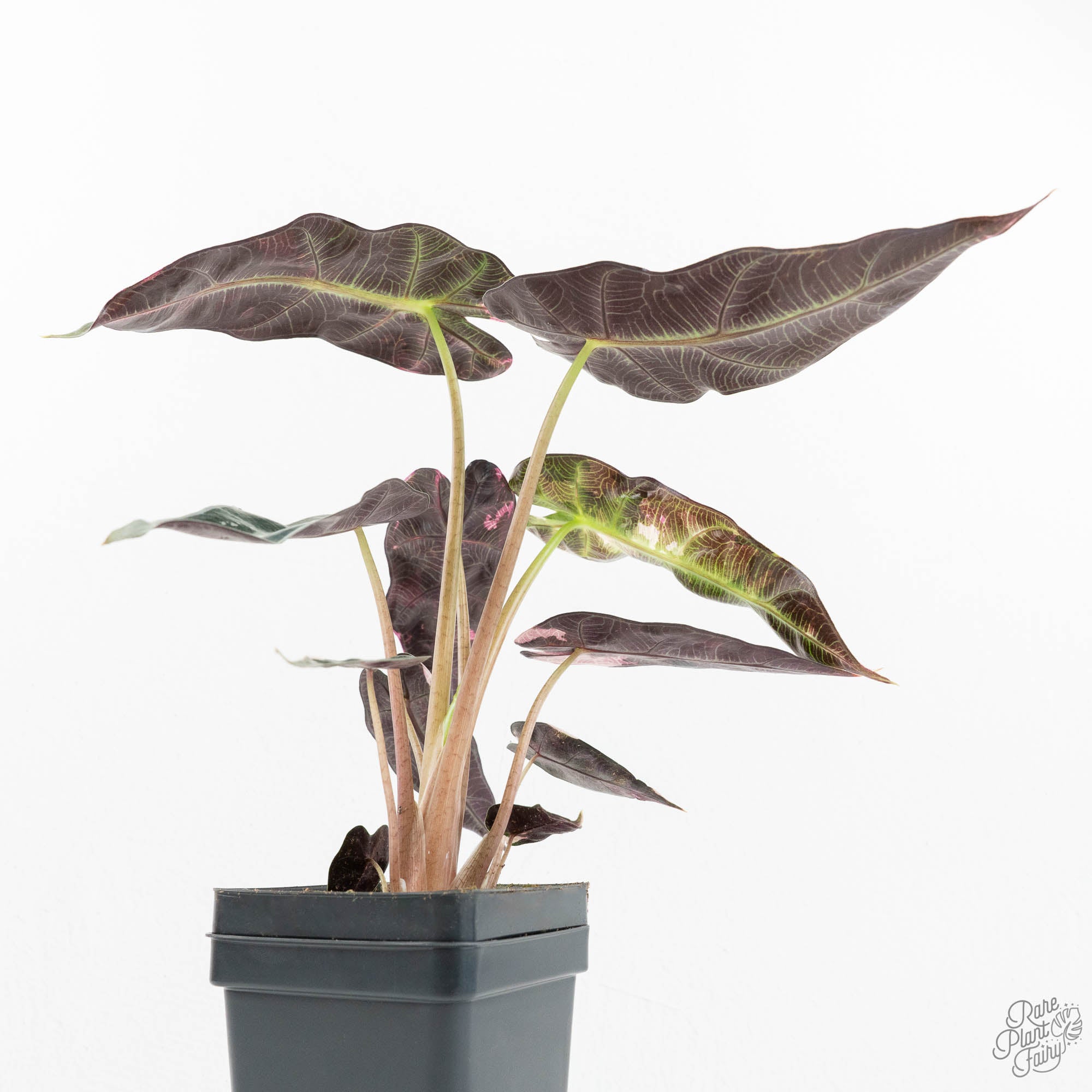 Alocasia 'Bambino' pink variegated *Grower's Choice* – Rare Plant