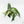 Alocasia 'Bambino' Albo variegated *Grower's Choice*