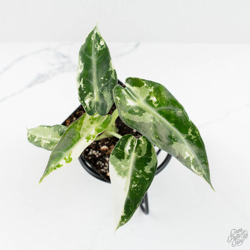Alocasia 'Bambino' Albo variegated *Grower's Choice*
