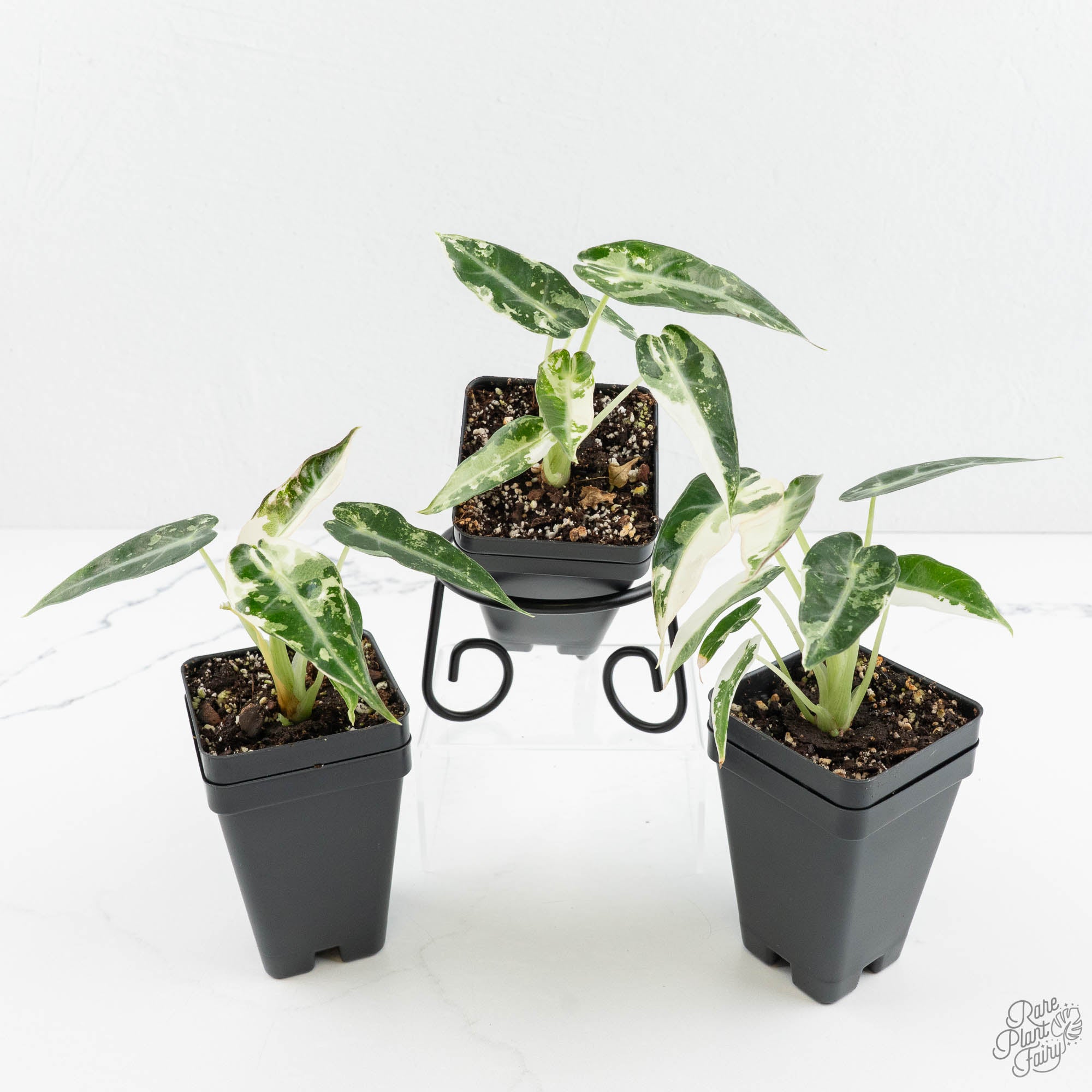 Alocasia 'Bambino' Albo variegated *Grower's Choice* – Rare Plant