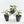 Alocasia 'Bambino' Albo variegated *Grower's Choice*