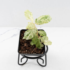 Begonia 'Peppermint' / Variegated Pellionia Repens (wk34-L63)