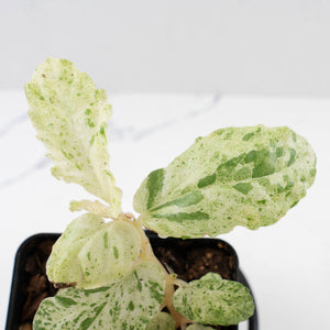 Begonia 'Peppermint' / Variegated Pellionia Repens (wk34-L63)