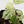 Begonia 'Peppermint' / Variegated Pellionia Repens (wk34-L63)