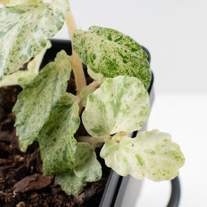 Begonia 'Peppermint' / Variegated Pellionia Repens (wk34-L63)