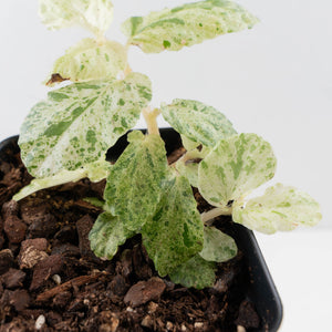 Begonia 'Peppermint' / Variegated Pellionia Repens (wk34-L63)