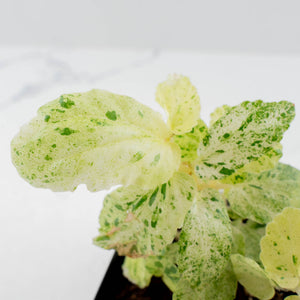 Begonia 'Peppermint' / Variegated Pellionia Repens (wk36-L239)