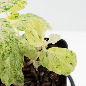 Begonia 'Peppermint' / Variegated Pellionia Repens (wk36-L239)