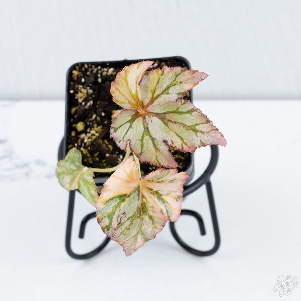 Begonia Benitochiba Variegated (wk10-UH)