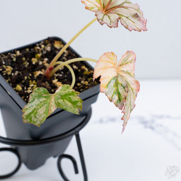 Begonia Benitochiba Variegated (wk10-UH)