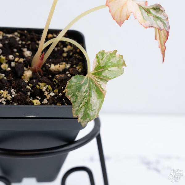 Begonia Benitochiba Variegated (wk10-UH)