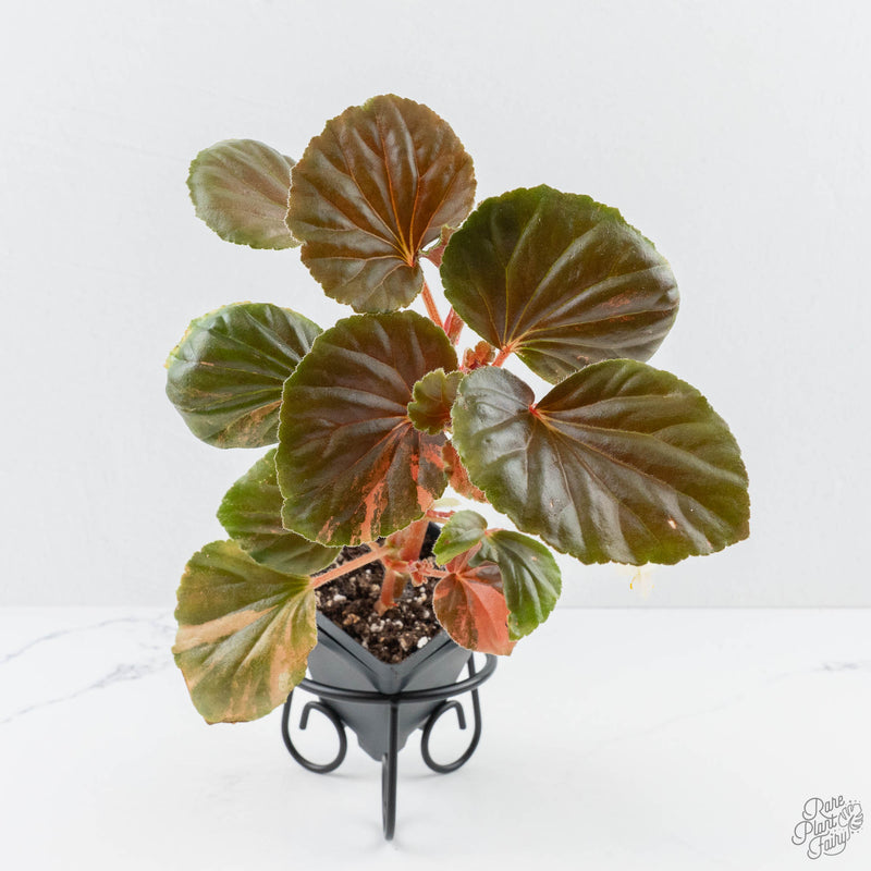 Begonia cucullata aurea variegated *Growers Choice*