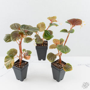 Begonia cucullata aurea variegated *Growers Choice*