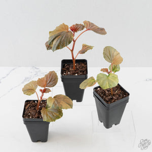 Begonia Cucullata Aurea Variegated