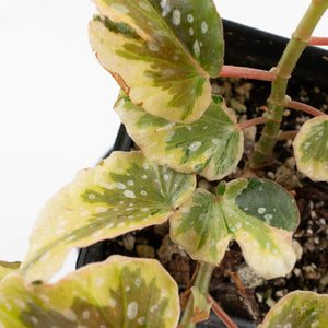 Begonia 'Dainty Spray' Sport Variegated (wk38-L278)