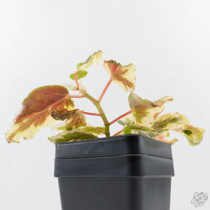 Begonia 'Dainty Spray' Sport Variegated (wk38-L278)