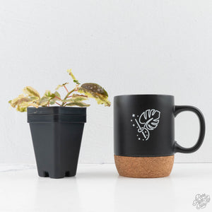 Begonia 'Dainty Spray' Sport Variegated (wk38-L278)
