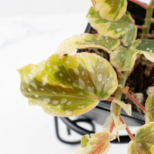 Begonia 'Dainty Spray' Sport Variegated (wk38-L278)