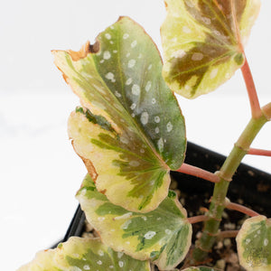 Begonia 'Dainty Spray' Sport Variegated (wk38-L278)