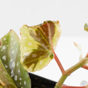 Begonia 'Dainty Spray' Sport Variegated (wk38-L278)