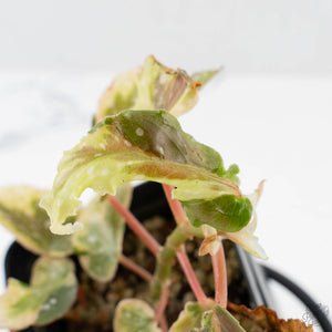 Begonia 'Dainty Spray' Sport Variegated (wk38-L278)