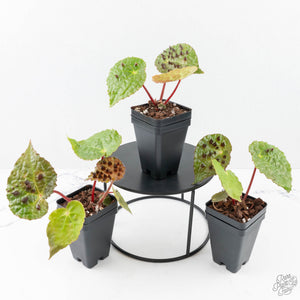 Begonia Ferox *Grower's Choice*