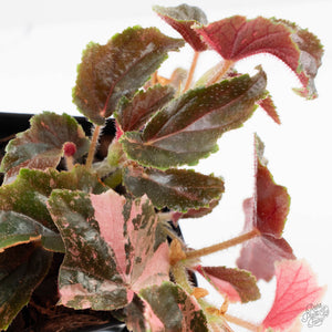 Begonia 'Ginny Galaxy' Variegated (wk38-L277)