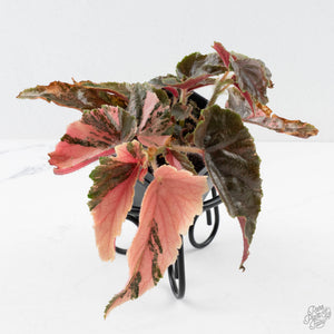 Begonia 'Ginny Galaxy' Variegated (wk38-L277)