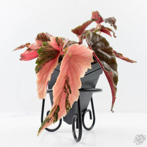 Begonia 'Ginny Galaxy' Variegated (wk38-L277)