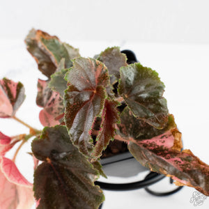 Begonia 'Ginny Galaxy' Variegated (wk38-L277)