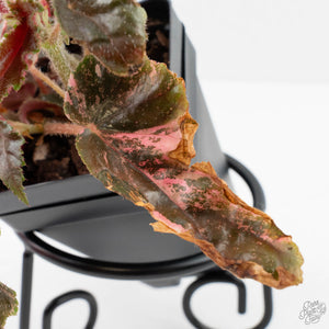 Begonia 'Ginny Galaxy' Variegated (wk38-L277)