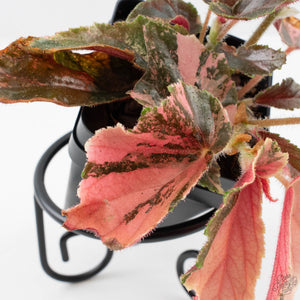 Begonia 'Ginny Galaxy' Variegated (wk38-L277)