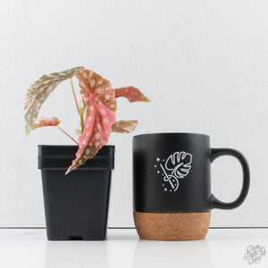 Begonia Maculata Pink Variegated (wk39-L297)