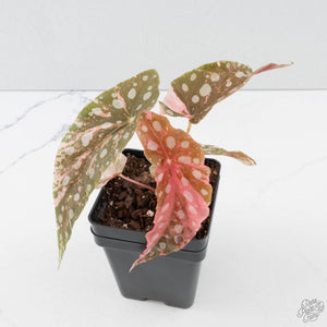 Begonia Maculata Pink Variegated (wk39-L297)