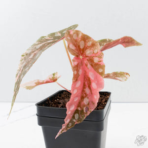 Begonia Maculata Pink Variegated (wk39-L297)