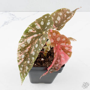 Begonia Maculata Pink Variegated (wk39-L297)