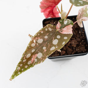 Begonia Maculata Pink Variegated (wk39-L297)