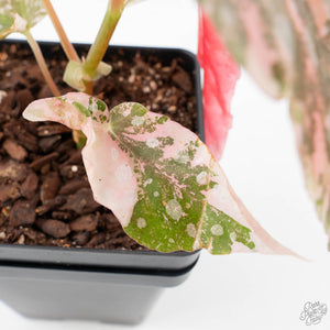 Begonia Maculata Pink Variegated (wk39-L297)